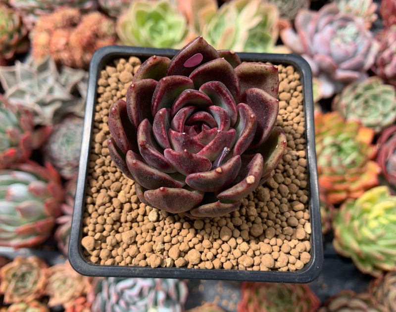 echeveria black rose succulent Echeveria Agavoides 'Black Rose' 2"-3" Succulent Plant – True Succulents Plant Co