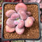 Pachyphytum 'Bracteosum' 3" Succulent Plant