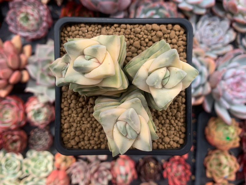 crassula moonglow succulent Crassula 'Moonglow' Variegated 4" Large Cluster Succulent Plant – True  Succulents Plant Co