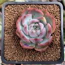 Echeveria 'Keralean' 2" Succulent Plant