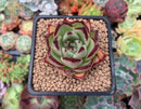 Echeveria Agavoides 'Ebony' 2" Succulent Plant