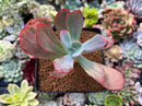 Echeveria 'Dream and Phantasm' Variegated 2” Succulent Plant