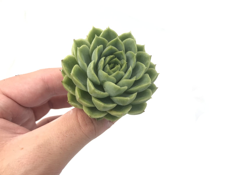 Echeveria 'Lime and Chilly' 3" Rare Succulent Plant