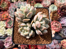 Echeveria 'Cream Puff' 3" Cluster Succulent Plant
