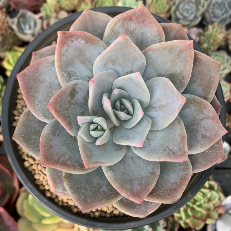echeveria サイズ1 Echeveria 'Bianca' 5