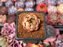 Echeveria 'Pink Dragon' 1" Succulent Plant