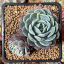 Echeveria 'Minima' Hybrid 2" Succulent Plant
