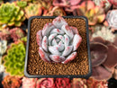 Echeveria 'Ivory' 2" Powdery Succulent Plant