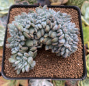 Echeveria 'Elegans Potosina' Crested 3" Succulent Plant