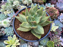 Echeveria Agavoides sp. 3" Unique Specimen Succulent Plant