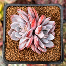 Echeveria 'Lulu' 2" Succulent Plant
