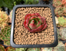 Echeveria Agavoides 'Real Red' 1" Small Succulent Plant