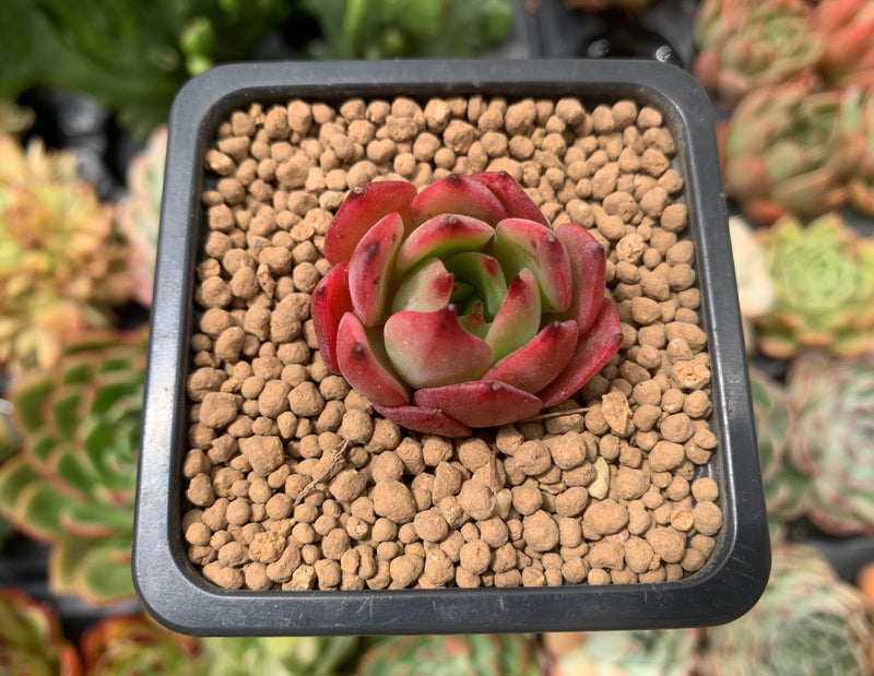 Echeveria Agavoides 'Real Red' 1
