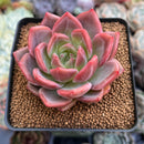 Echeveria 'Sharman' 2" Succulent Plant