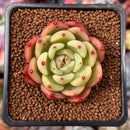 Echeveria 'Chanel' 2" Succulent Plant