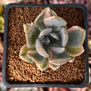 Pachyveria 'Pachyphytoides' Variegated 2" Succulent Plant