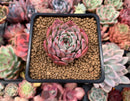 Echeveria 'Morikone' 1"-2" Succulent Plant