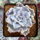 Echeveria 'Crispate Beauty' 2" Powdery Succulent Plant
