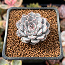 Echeveria 'Gray Rosa' 1" Succulent Plant