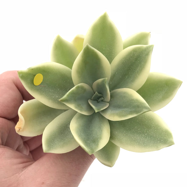Graptoveria Fred Ives Variegated 3” Rare Succulent Plant