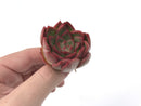 Echeveria Agavoides 'Love Letter' 3" Succulent Plant