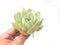 Echeveria sp. 4" Rare Succulent Plant