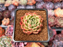 Echeveria Agavoides sp. 1"-2" Succulent Plant