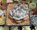 Echeveria 'Orange Monroe' 2" Succulent Plant