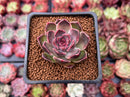 Echeveria 'Fushike' 1" Succulent Plant