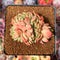 Echeveria 'Fabien' Crested 3" Succulent Plant