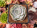Echeveria 'Icy green' x 'Monroe' 2" Succulent Plant