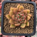 Echeveria Agavoides 'Batik' 1" Succulent Plant