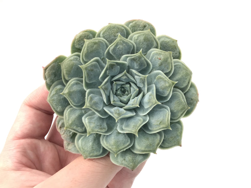 Echeveria 'Hearts Choice' 3"-4" Succulent Plant