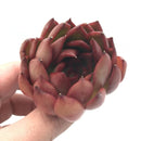 Echeveria Agavoides ‘Rubra’ 3" Rare Succulent Plant