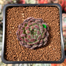 Echeveria 'Scorpio' 1" Succulent Plant