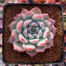 Echeveria 'Colorata' 2"-3" Succulent Plant