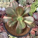 Echeveria 'Primadonna' Variegated 4" Succulent Plant