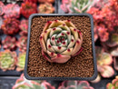 Echeveria Agavoides 'Blue Dragon' 2" Succulent Plant