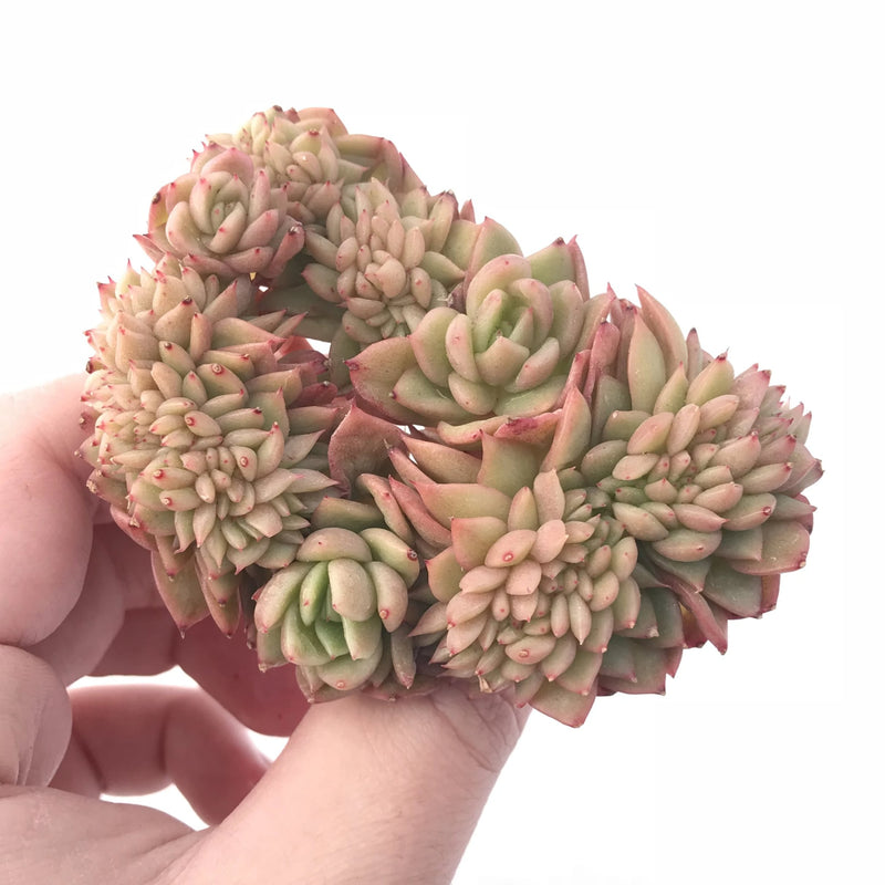 Echeveria Agavoides Gilva Crested 4” Rare Succulent Plant
