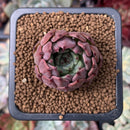 Echeveria Agavoides 'Red tips' 1"-2" Succulent Plant