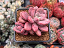 Echeveria 'Polari' 2" Cluster Succulent Plant