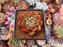 Echeveria sp. 1" Succulent Plant