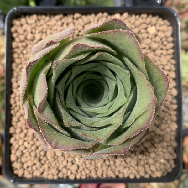 Aeonium sp. 2"-3" Succulent Plant