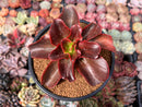 Echeveria 'Pappys Rose' 4" Selected Clone Succulent Plant