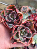 Echeveria 'Beyonce' Variegated 2"-3" Succulent Plant