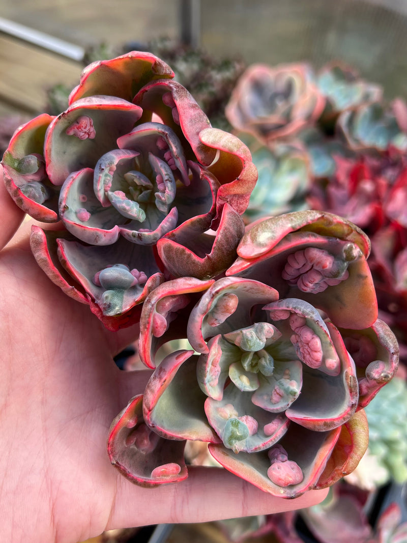 beyonce succulent Echeveria 'Beyonce' Variegated 2"-3" Succulent Plant – True Succulents Plant Co