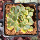 Echeveria 'Pulidonis' Variegated 2" Succulent Plant