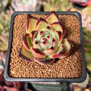 Echeveria Agavoides sp. 2"-3" Succulent Plant
