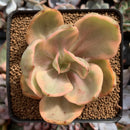 Echeveria 'Golden State' Variegated 3" Succulent Plant
