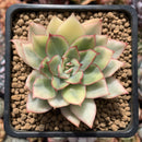 Echeveria 'Esther' Variegated 2"-3" Succulent Plant